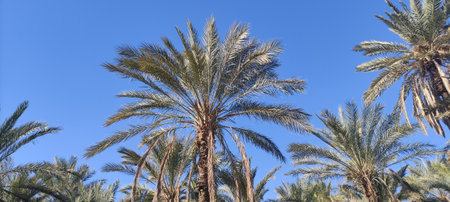 Date palms in the oasis city of Tozeur Tunisia 2024の写真素材