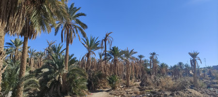 Date palms in the oasis city of Tozeur Tunisia 2024の写真素材