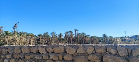 Date palms in the oasis city of Tozeur Tunisia 2024の写真素材
