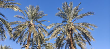 Date palms in the oasis city of Tozeur Tunisia 2024の写真素材