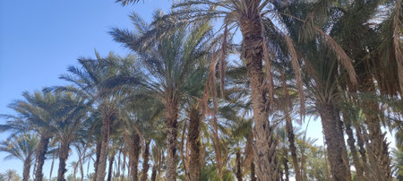 Date palms in the oasis city of Tozeur Tunisia 2024の写真素材