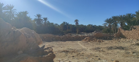 Date palms in the oasis city of Tozeur Tunisia 2024の写真素材
