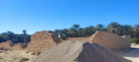 Date palms in the oasis city of Tozeur Tunisia 2024の写真素材