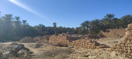 Date palms in the oasis city of Tozeur Tunisia 2024の写真素材