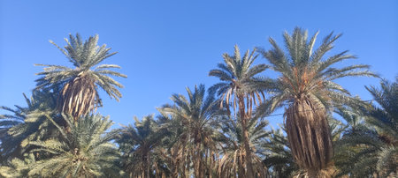 Date palms in the oasis city of Tozeur Tunisia 2024の写真素材