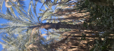 Date palms in the oasis city of Tozeur Tunisia 2024の写真素材