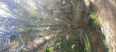 Date palms in the oasis city of Tozeur Tunisia 2024の写真素材