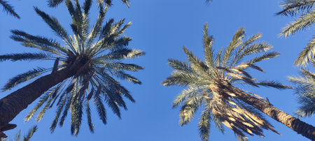 Date palms in the oasis city of Tozeur Tunisia 2024の写真素材