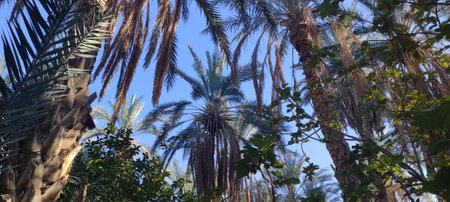 Date palms in the oasis city of Tozeur Tunisia 2024の写真素材