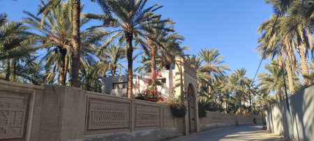 Date palms in the oasis city of Tozeur Tunisia 2024の写真素材
