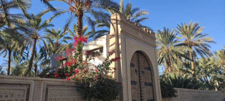 Date palms in the oasis city of Tozeur Tunisia 2024の写真素材