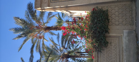 Date palms in the oasis city of Tozeur Tunisia 2024の写真素材