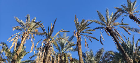 Date palms in the oasis city of Tozeur Tunisia 2024の写真素材