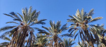 Date palms in the oasis city of Tozeur Tunisia 2024の写真素材