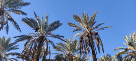 Date palms in the oasis city of Tozeur Tunisia 2024の写真素材