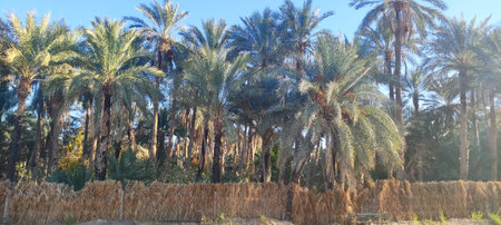 Date palms in the oasis city of Tozeur Tunisia 2024の写真素材