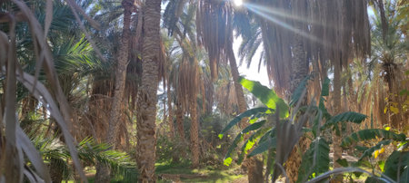 Date palms in the oasis city of Tozeur Tunisia 2024の写真素材