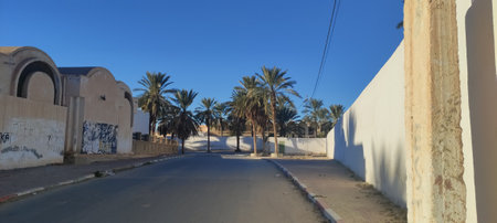 Date palms in the oasis city of Tozeur Tunisia 2024の写真素材