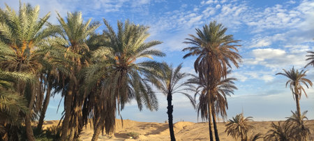 Date palms in the oasis city of Tozeur Tunisia 2024の写真素材