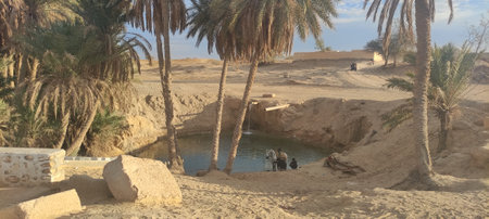 Date palms in the oasis city of Tozeur Tunisia 2024の写真素材