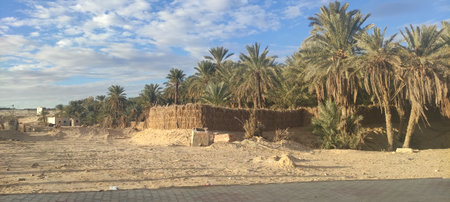 Date palms in the oasis city of Tozeur Tunisia 2024の写真素材