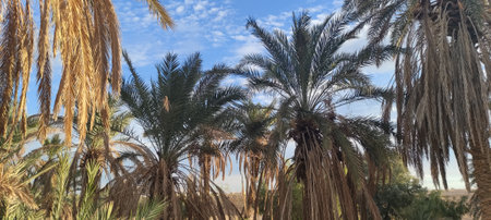 Date palms in the oasis city of Tozeur Tunisia 2024の写真素材