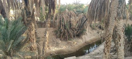 Date palms in the oasis city of Tozeur Tunisia 2024の写真素材