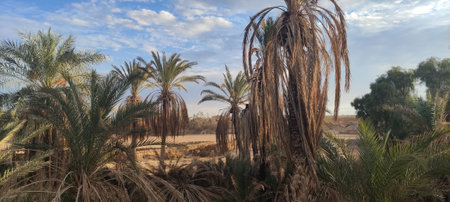 Date palms in the oasis city of Tozeur Tunisia 2024の写真素材