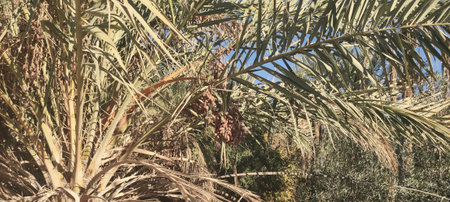 Dates on a palm tree. Close-up. Tozer Tunisia. 2024の写真素材