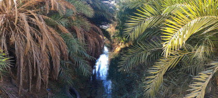 Date palms in the oasis city of Tozeur Tunisia 2024の写真素材