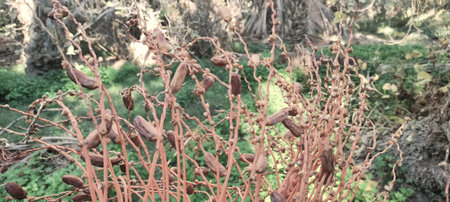 Dates on a palm tree. Close-up. Tozer Tunisia. 2024の写真素材