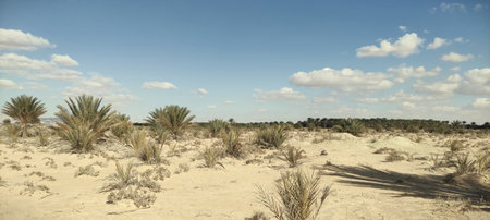 Date palms in the oasis. Palm trees in the desertの写真素材
