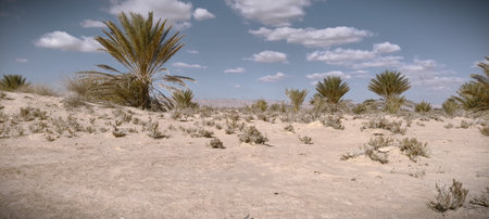 Date palms in the oasis. Palm trees in the desertの写真素材
