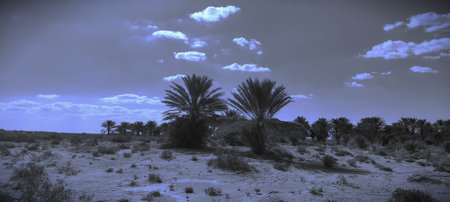 Date palms in the oasis. Palm trees in the desertの写真素材