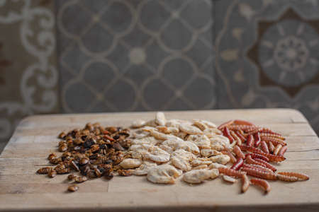 Traditional edible Mexican insects and shrimps on a table at kitchenの写真素材