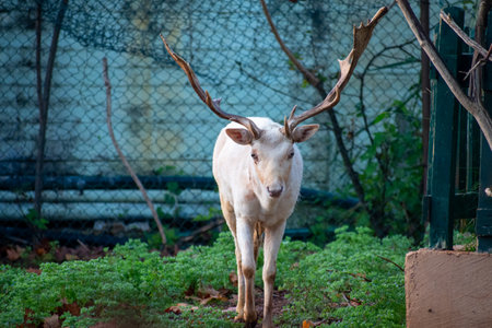 A rare white deer with large antlers stands in a fenced enclosure.の写真素材