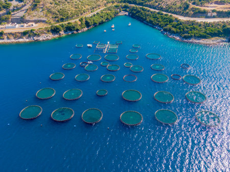 Aerial view of fish farms in the sea.の写真素材