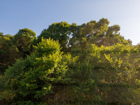 Lush green trees under a clear blue sky.