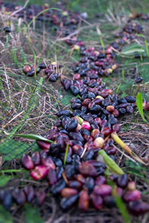 Ripe olives scattered on the ground during harvest.