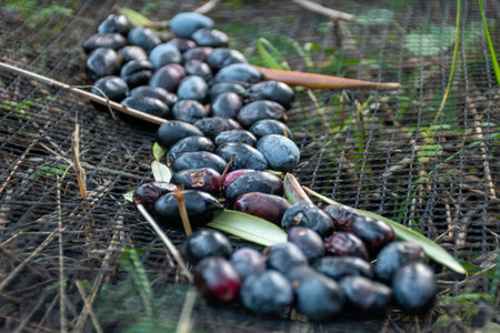 Dark-colored olives drying on a mesh screen outdoors.の写真素材