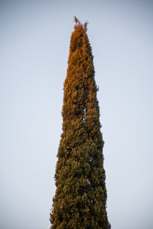 Tall evergreen tree against a clear sky, bathed in the warm light of sunset.の写真素材