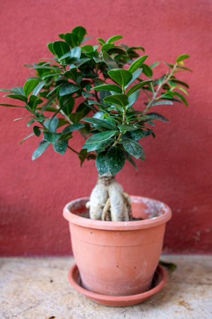 Bonsai tree in a terracotta pot against a red wall.の写真素材