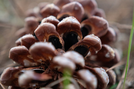 Close-up of a detailed pine cone, showcasing its intricate structure and texture.