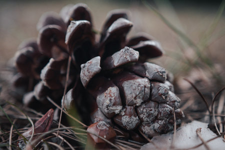 Close-up of a weathered pine cone on the forest floor.の写真素材