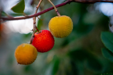 Close-up of vibrant red and yellow berries on a branch.の写真素材