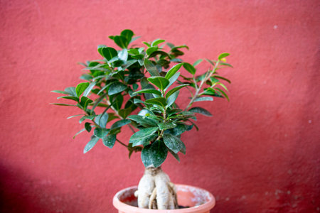 Small bonsai tree in a terracotta pot against a red wall.の写真素材