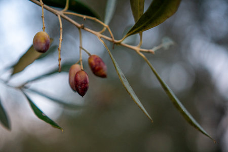 Ripe olives hanging from an olive branch.の写真素材