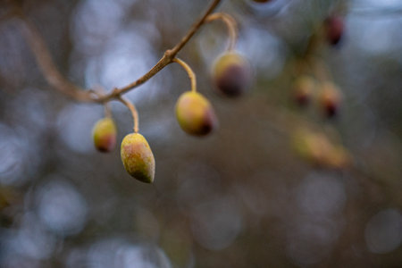 Close-up of olives on a branch, blurred background.の写真素材