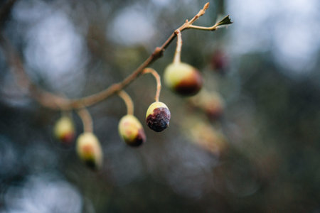 Close-up of ripening fruits on a branch, showing variations in color and texture.の写真素材