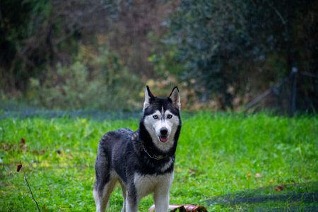Husky dog in a green fieldの写真素材